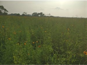 green field with tiny gold flowers