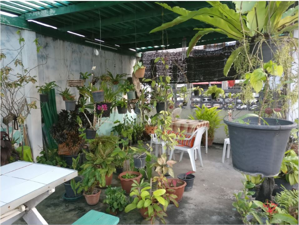 Many potted plants on a rooftop