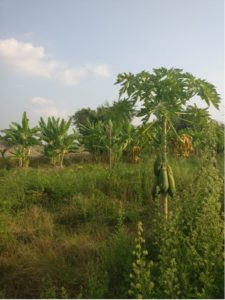 Tropical trees with huge fruits hanging