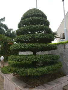 awesome tree looks like stacked discs