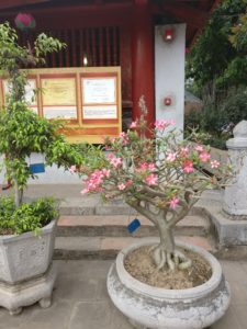 Small tree with pink flowers