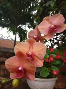 beautiful peachy orange orchids