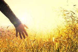 hand reaching for golden grass at sunset