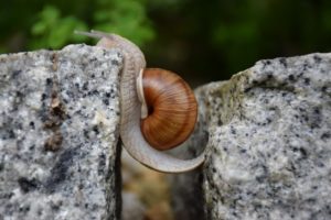 snail crossing a gap between rocks