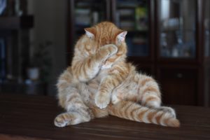 orange cat sitting like a person with paw on face as if ashamed