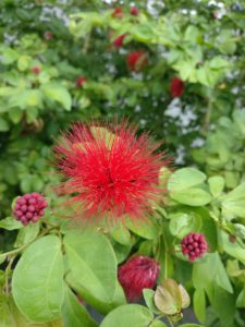 Fuzzy red plant with berries