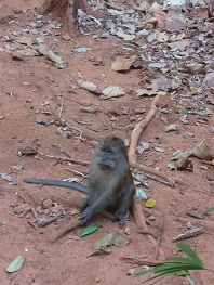 one boring monkey sitting on reddish brown dirt