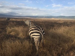 back of a zebra as it walks away with brows grass and blue sky