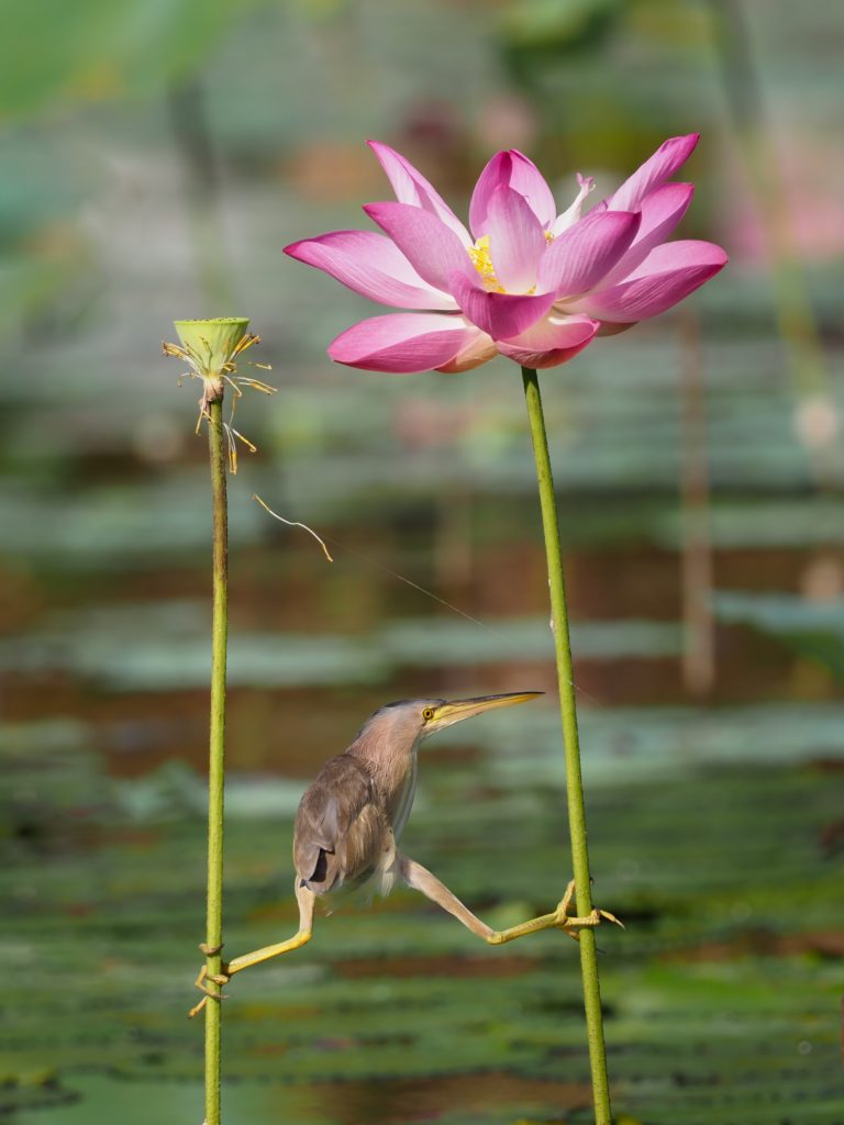 bird balancing between two flowers