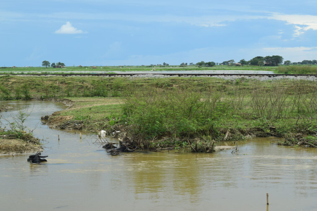 water buffalo in Myanmar