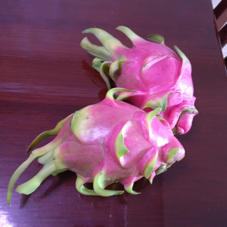 pink dragon fruit