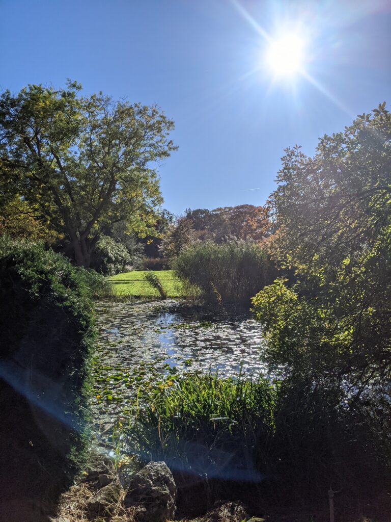 a photo of green space with sunlight for when you wake up tired 